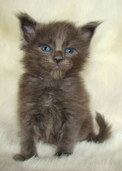 ���� ��� ������� ��������� Catsvill County!  ���� ����! ������ ������ ���� ���! ���� ��� ������ ������ � ����� ����!!! �������� ���� ����� Catsvill County +7-926-544-74-09  ���� ��� �������� ������. ���� ��� ������, ���� ��� �������, ���� ��� ������,  ���� ��� ����, ���� ��� ��������, ���� ����,  ������ ������ ���� ���,  ������ ����-����, ����� ������� ������ �����, ����� ����� ������!